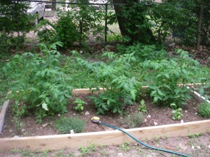 Bed #1 with basil, other herbs and 3 very big tomato plants ready to fruit!