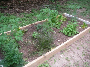 Second part of Bed #1- more tomatoes (I can't help it, I keep buying them), mustard greens, arugula, and various other salad goodies!